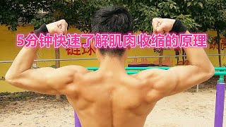 【street workout基础知识教学】5分钟快速了解肌肉收缩的原理。