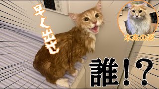 長毛猫をシャンプーしたら別人(猫)になりました