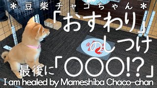 「おすわり」のしつけ♪最後にまさかの〇〇〇！？