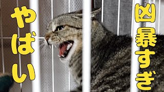 人慣れ訓練開始信じられない！激おこ凶暴猫が人慣れ!?衝撃の訓練開始！