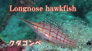 クダゴンベ　Longnose hawkfish　水中映像　ダイビング　アイドル　人気者