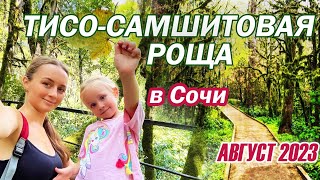 ТИСО-САМШИТОВАЯ РОЩА В СОЧИ. МАЛОЕ КОЛЬЦО. ОБЗОР МАРШРУТА