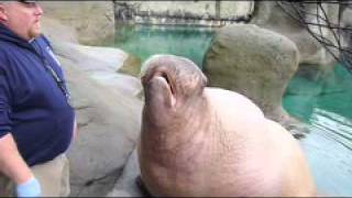 walrus training.MOV