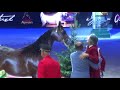 memories of paris 2019 world championships part 14 championship yearling male