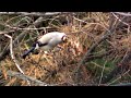 イカルさん　japanese grosbeak