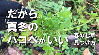 【食べられる野草】春の七草 ハコベの見つけ方｜場所や見分け方｜1月上旬