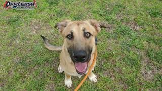 Beaux | 6.5 Year Old German Shepherd Mix | Atlanta Dog Training | Board \u0026 Train Atlanta