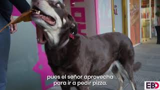 Perro finge ser callejero para obtener pizza en la CDMX