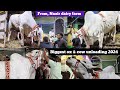 Biggest ox and biggest cow unloading in Rajabazar dudh kothi 2024 #angrycow #cowunloading