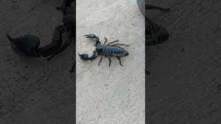 OMG scorpion in the shoes 👟🦂#shortsvideo #plaese #subscribe #mychannels🙏🙏🙏😊♥️❤️❣️⭐🌟