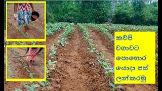 cow pea#green gram cultivation