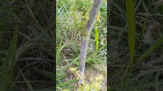 Identifying Hemlock By Its Stalk