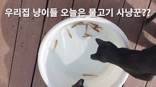 냥이들의 피라미 잡기 대소동(Cat Chaos The Minnow Catching Adventure!!)#고양이 #cute #개냥이