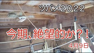 ツバメ２０２２　今期、絶望的か？！　４月９日