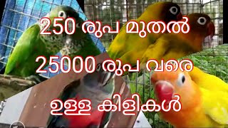 250 രുപ മുതൽ 25000 രുപ വരെ ഉള്ള വിവിധ ഇനം പക്ഷികളുടെ ഒരു കളക്ഷൻ കണ്ടാലോ  AFRICAN LOVEBIRDS