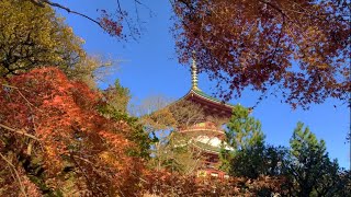 2020年11月　成田山の紅葉