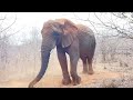 loud trumpeting as the elephants rush to rescue khanyisa from an impala scare