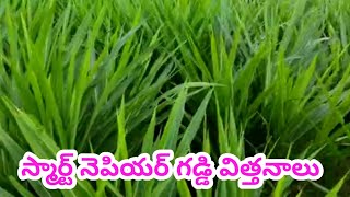 Smart napier grass stems 9606806629 గడ్డి విత్తనాలు