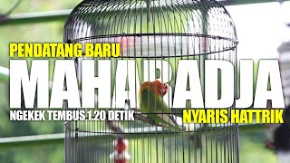 SUPREMASI JOGJA ISTIMEWA : Lovebird konslet Maharadja pendatang baru langsung fenomenal juara 1123