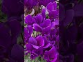 冬の花シクラメン🇯🇵japan purple cyclamen winter flower cyclamen シクラメン asmr flowers beta shorts