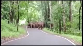 അതിരപ്പിള്ളി ചാർപ്പയിൽ ഇന്ന് വൈകിട്ട് ഇറങ്ങിയ കാട്ടാനക്കൂട്ടം #athirappilly #elephant #arikomban