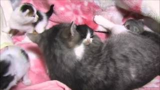 子猫を抱きしめながら舐める母猫