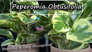 Peperomia Obtusifolia Care - Baby Rubber Plant  || Easy Houseplant! Non-Toxic Ho