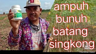 Tanam singkong tanpa ngrumpuk batangnya