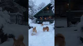 庭は雪のドッグラン🎵ビッちゃん走る🐶💨#shorts