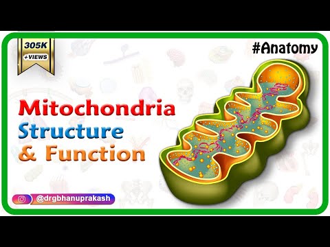 What are the parts of mitochondria and its function?