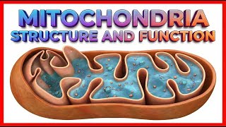 Mitochondria Structure and Function | Cell Physiology Medical Animations