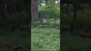 மானை வேட்டையாடும் புலி - நூலிழையில் தப்பிய மான் | Tiger Video | Tiger kill deer | Tiger Hunting