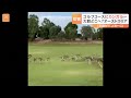 カンガルーの大群がゴルフ場に 「私のゴルフボールには乗らないで」 オーストラリア｜tbs news dig