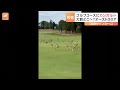 カンガルーの大群がゴルフ場に 「私のゴルフボールには乗らないで」 オーストラリア｜tbs news dig