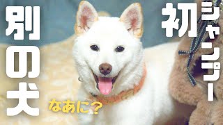 【豆柴】初シャンプーに行ったら外見も中身も違う犬になりました・・・【柴犬】