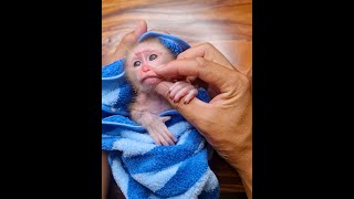 Born to Steal Hearts: A Baby Monkey's First Week in the World 💕