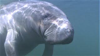 Meet the Gentle Giants: 5 Fascinating Facts About Manatees