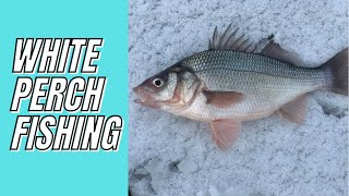 White Perch Fishing