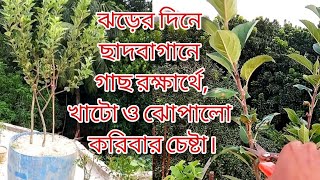 ছাদে হাফড্রামে আপেল চারা খাটো ও ঝোপালো করতে প্রুনিং। Pruning appel tree.