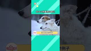 原來小狗聞東西的時候鼻子是這樣動的！！#狗狗 #冷知識 #可愛到爆炸