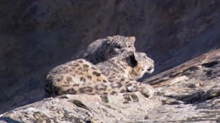 Mother and Cub Snow Leopard Behaviour | Snow Leopard: Beyond the Myth | BBC Earth