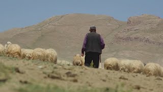 Lucio Belviso - The Lonely Shepherd (Il Pastore Solitario)