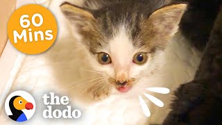 60 Minutes Of Your Favorite, Craziest Cats | The Dodo