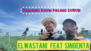 Bawang daun/ koncang tumbuh subur ini rahasianya