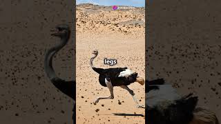 How fast are ostriches