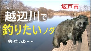 越辺川で釣りたい【坂戸市】☆smallfishing in Saitama Japan☆