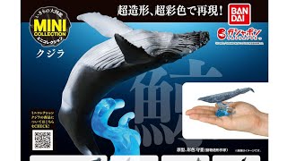 『クジラ』いきもの大図鑑ミニコレクション コンプリート開封動画 ガシャポン ガシャガシャ