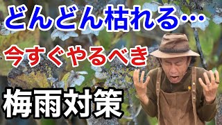 【雨はもうやだ】初心者でも梅雨越しが成功できる管理方法教えます　　　　【カーメン君】【ガーデニング】【園芸】