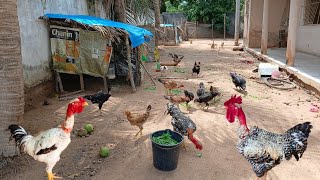 🔴 As galinhas caipira no quintal comendo verde uma das melhores alimentação 😯🐓🐔🐥😱💪