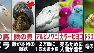 【衝撃】実在する動物ランキングがツッコミどころ満載だったwwwwww傑作選#81【なろ屋】【ツッコミ】